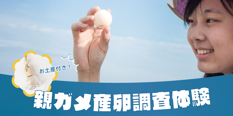 静岡県浜松市でウミガメの卵に触れられる体験イベント