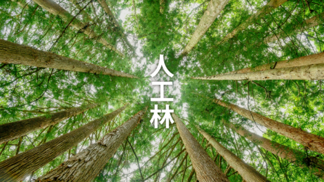 人工林の働きとは？メリットとデメリットを簡単に解説